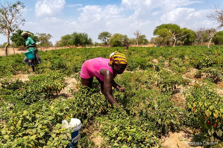 ashaiman-is-a-strategic-place-for-agriculture development-—-agric-director